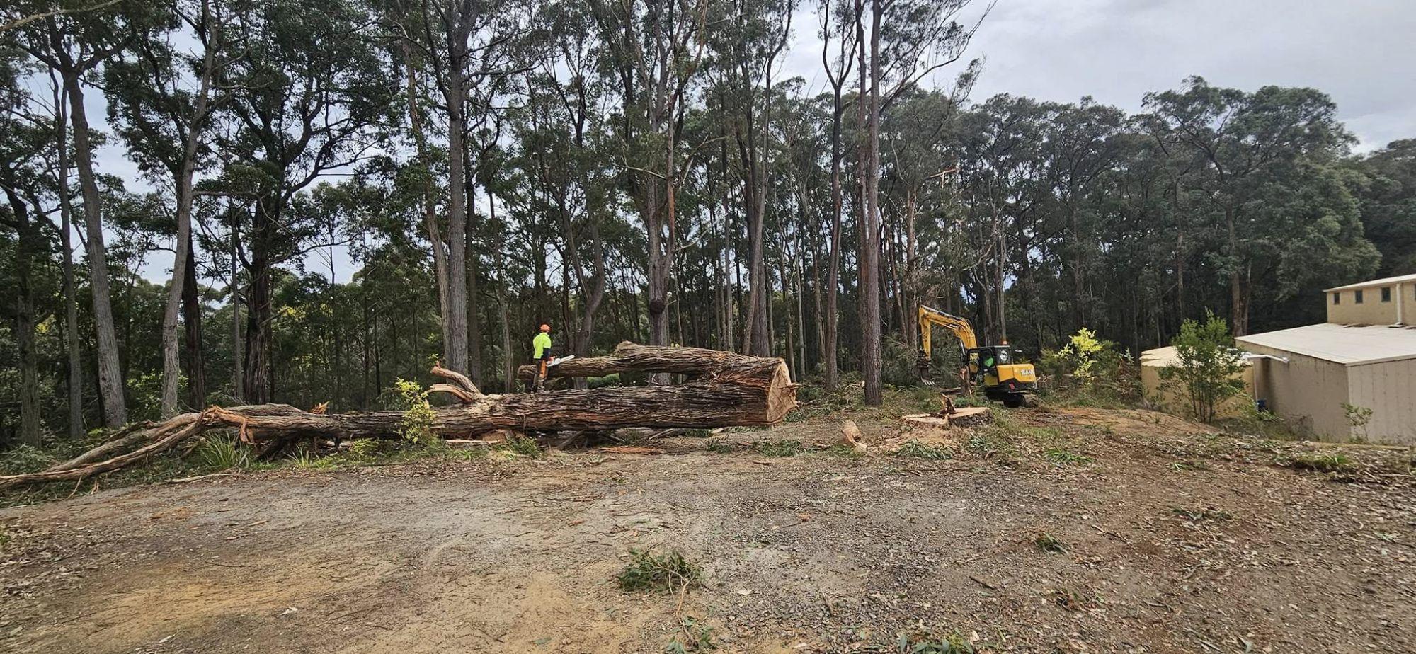 Large gum tree felled and sectioned on a bush block