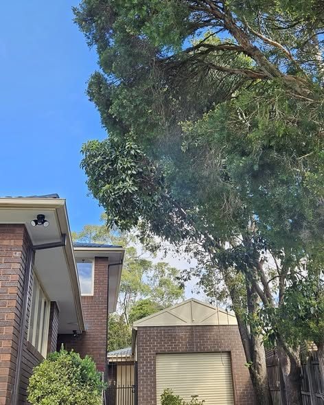 Before: overgrown gum branches hanging over the roof, giving possums access