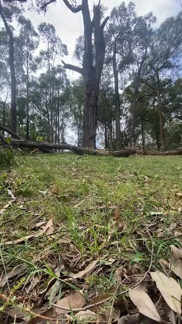 Storm-damaged tree on the ground being cut up and carted away
