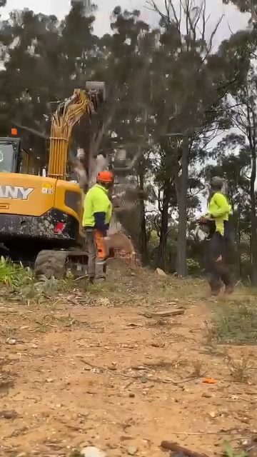 Crew sectioning a felled tree while an excavator clears the debris