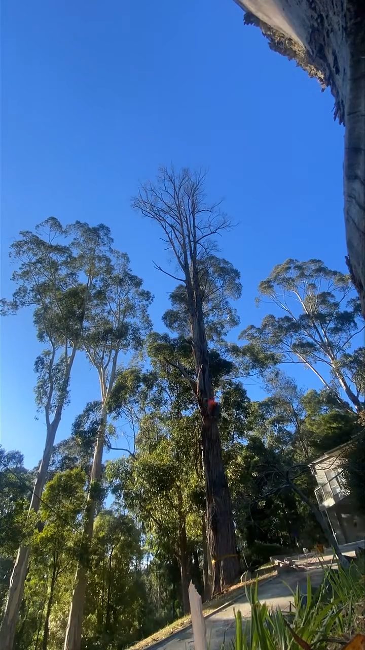 Tall dead gum being taken down beside a house